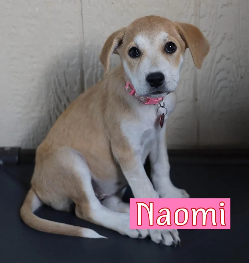 A baby medium-sized female Labrador Retriever dog named Naomi for adoption in Keller, TX
