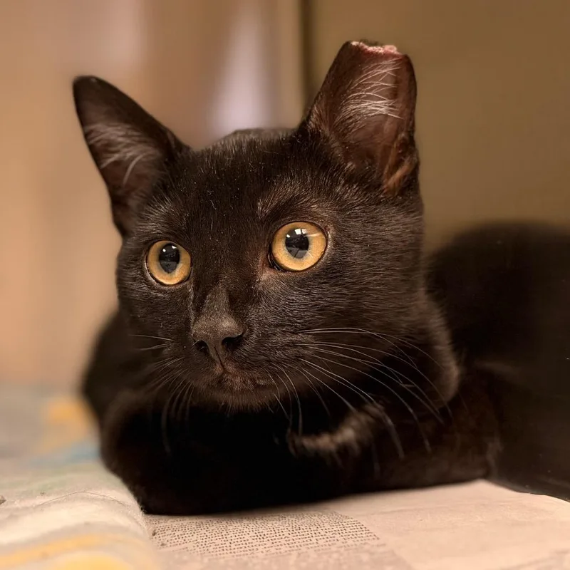 A young small-sized male Black Domestic Short Hair cat named Cinnamon Bun for adoption in Columbus, GA