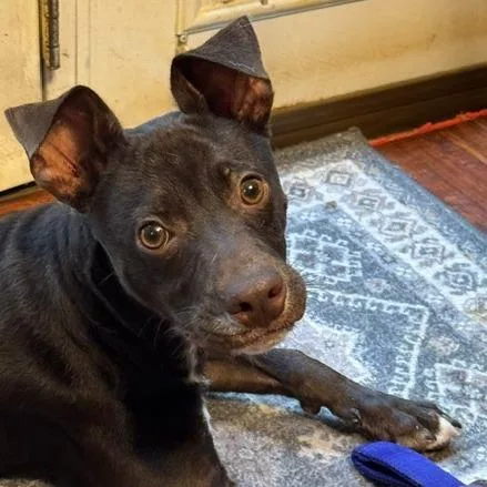A young small-sized male Brown / Chocolate Feist dog named Chip for adoption in Wake Forest, NC