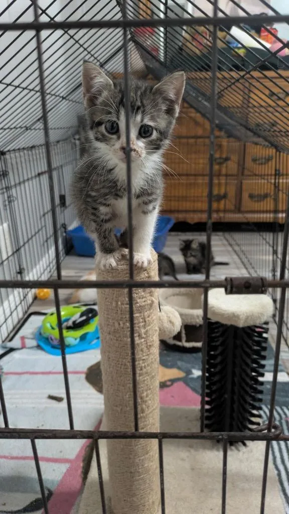 A baby medium-sized male Domestic Short Hair cat named Fernando for adoption in Tampa, FL