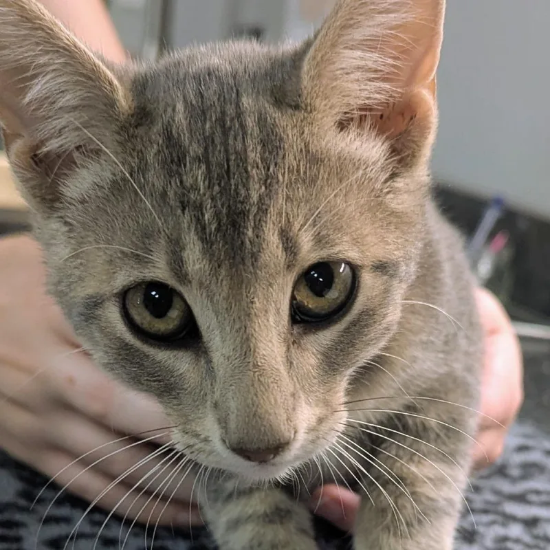 A baby small-sized male Gray / Blue / Silver Domestic Short Hair cat named Carrot for adoption in Brighton, MO