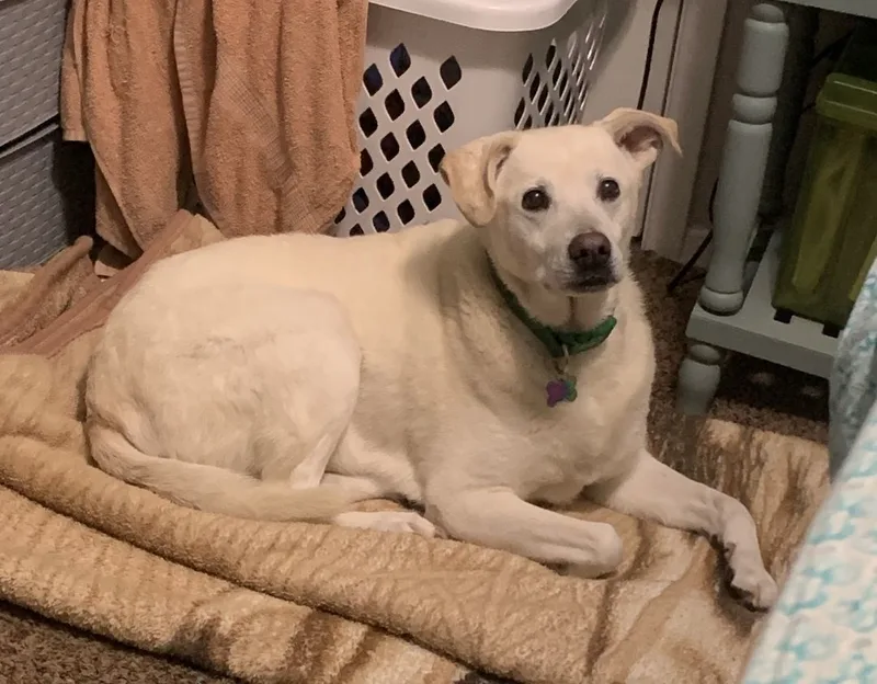 Misty  Courtesy Listing