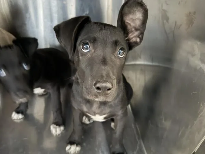 A baby large-sized male Staffordshire Bull Terrier dog named Mickey for adoption in Los Angeles, CA