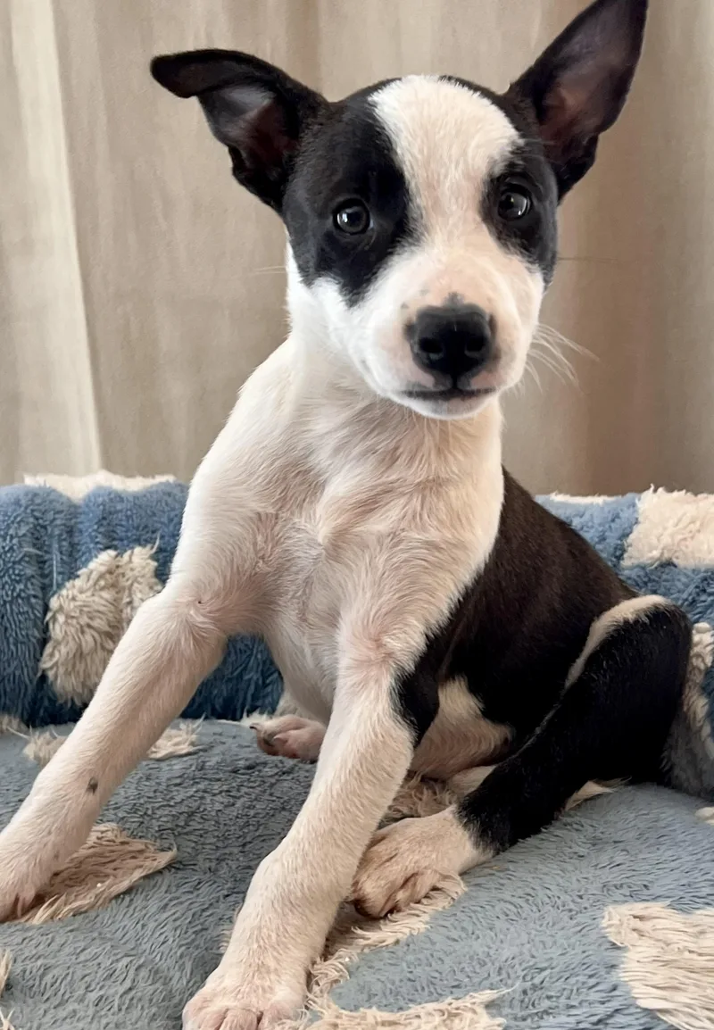 A baby medium-sized female Terrier dog named Tilly for adoption in Encino, CA