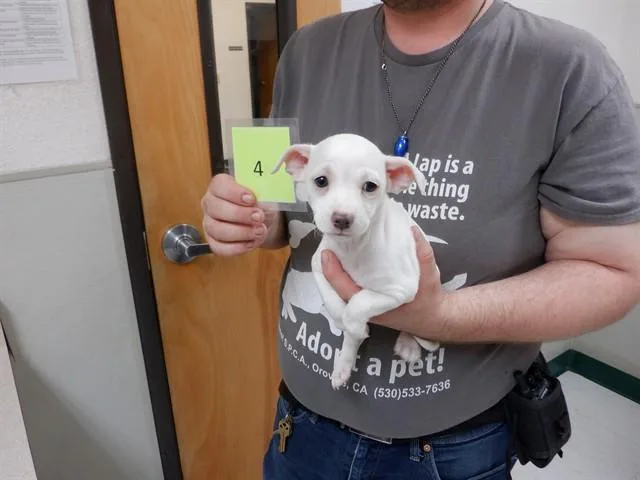 A baby small-sized female Chihuahua dog named Dory for adoption in Oroville, CA