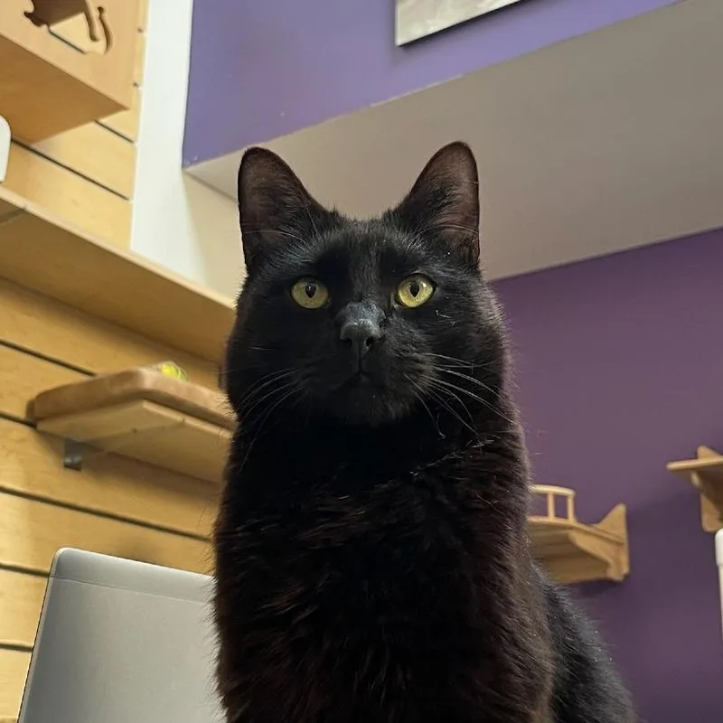Pastrami