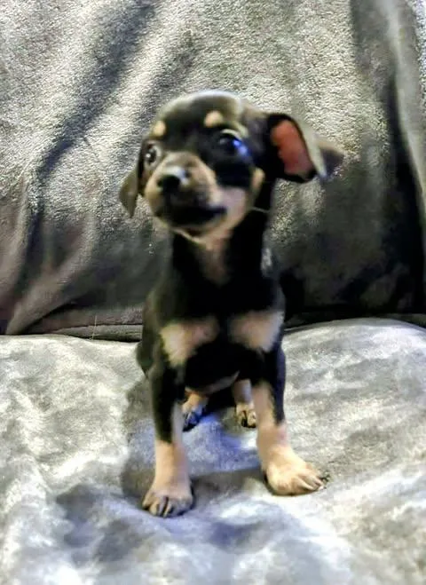 A baby small-sized female Black Chihuahua dog named Nadia Lauren for adoption in Zuni, VA