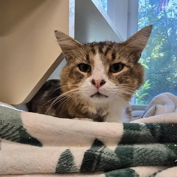 An adult large-sized male Domestic Medium Hair cat named Sox for adoption in Prince Frederick, MD