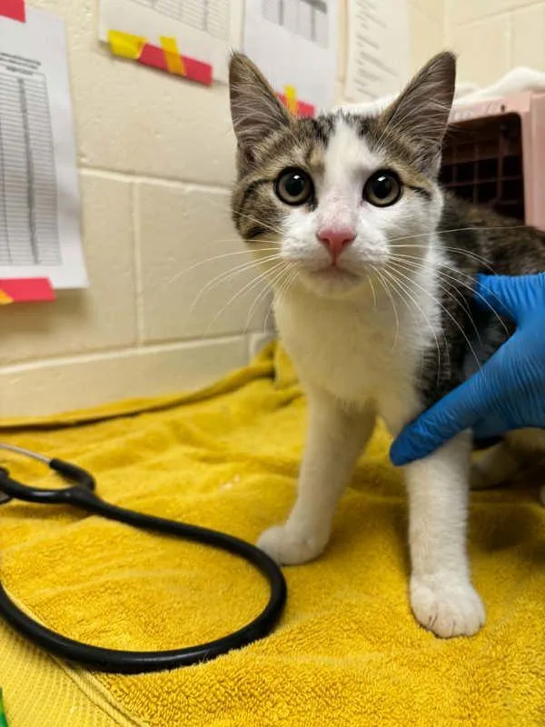 A baby small-sized female Domestic Short Hair cat named Sookie for adoption in Santa Rosa, CA