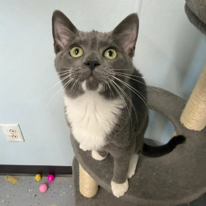 A baby small-sized female Gray / Blue / Silver Domestic Short Hair cat named Bikini for adoption in Pontiac, IL