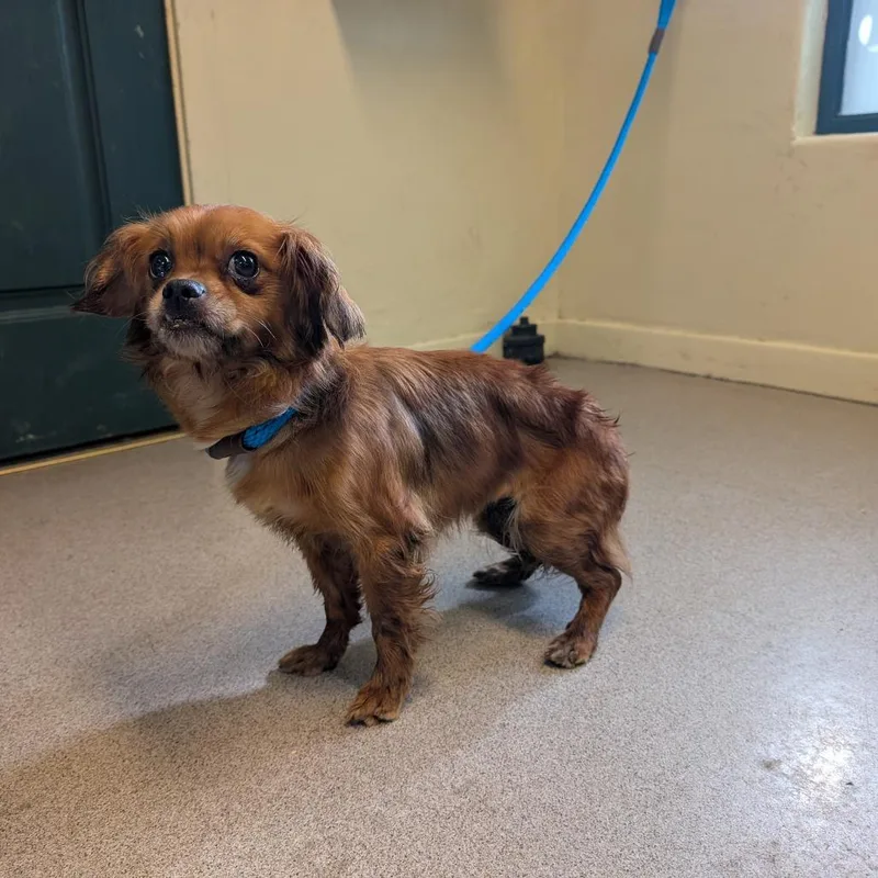 An adult small-sized female Red / Chestnut / Orange Chihuahua dog named Name Unknown for adoption in Pasadena, CA