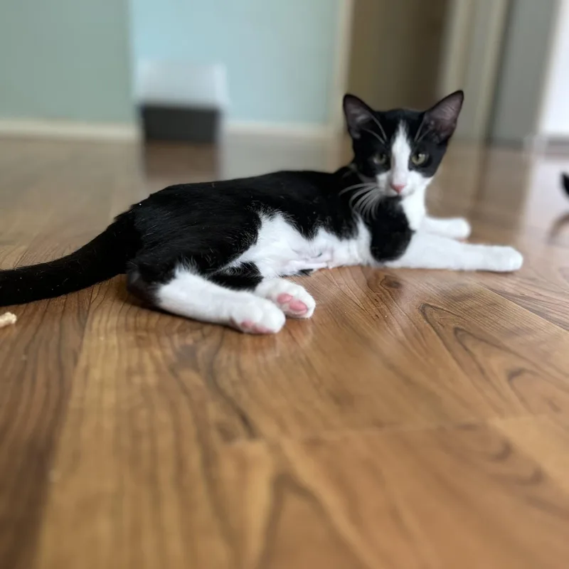 A baby medium-sized male Black & White / Tuxedo Domestic Short Hair cat named Alexandrite for adoption in Springdale, AR