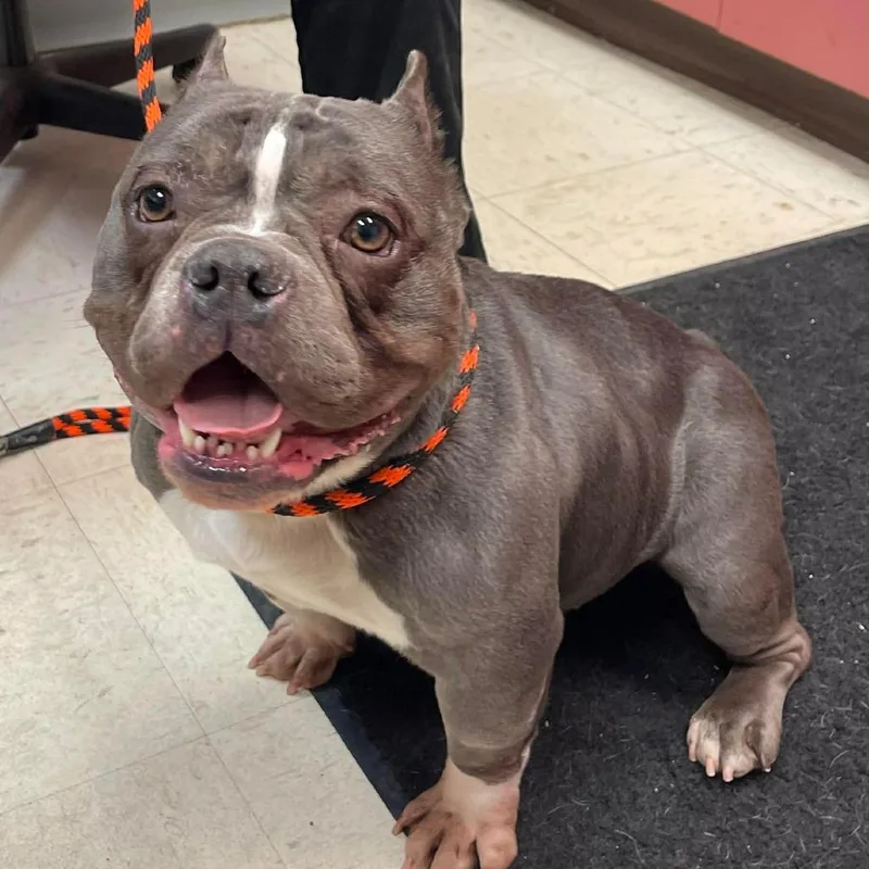 An adult medium-sized female Gray / Blue / Silver American Bulldog dog named Shela D for adoption in Princeton, MN