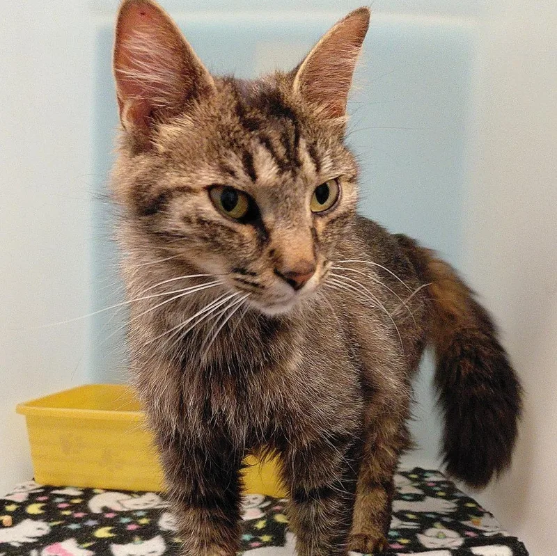 An adult medium-sized female Tabby (Brown / Chocolate) Domestic Long Hair cat named Belle for adoption in Stanley, VA