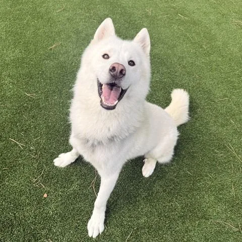 An adult medium-sized male White / Cream Husky dog named Shiro for adoption in Hawthorne, CA