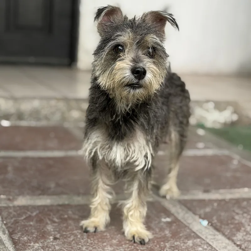 A young small-sized female Gray / Blue / Silver Wirehaired Terrier dog named Hashi for adoption in Manvel, TX