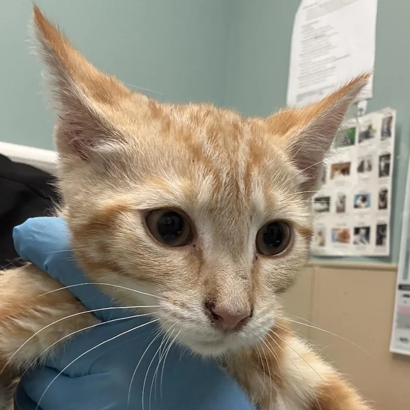 A baby small-sized female Orange / Red Domestic Medium Hair cat named Blink for adoption in Tacoma, WA
