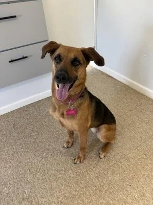 An adult medium-sized female Shepherd dog named Tik for adoption in St. Anne, IL