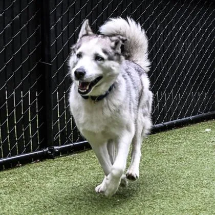 An adult large-sized female Husky dog named Misha Bear for adoption in Bellevue, WA