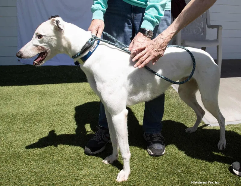 An adult large-sized male Greyhound dog named Connor for adoption in Woodinville, WA
