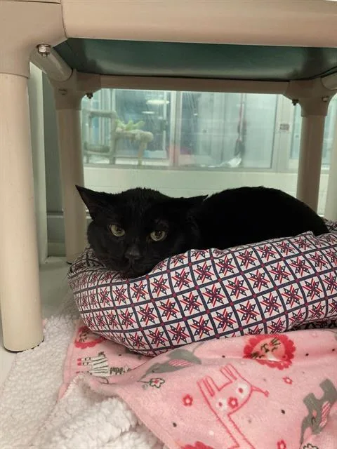 An adult medium-sized male Domestic Short Hair cat named Raptor for adoption in Albuquerque, NM