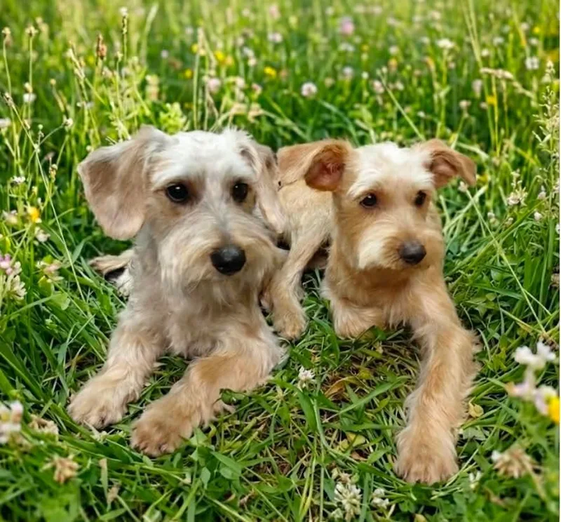 A baby small-sized male Schnoodle dog named Max And Chewy for adoption in Houston, TX