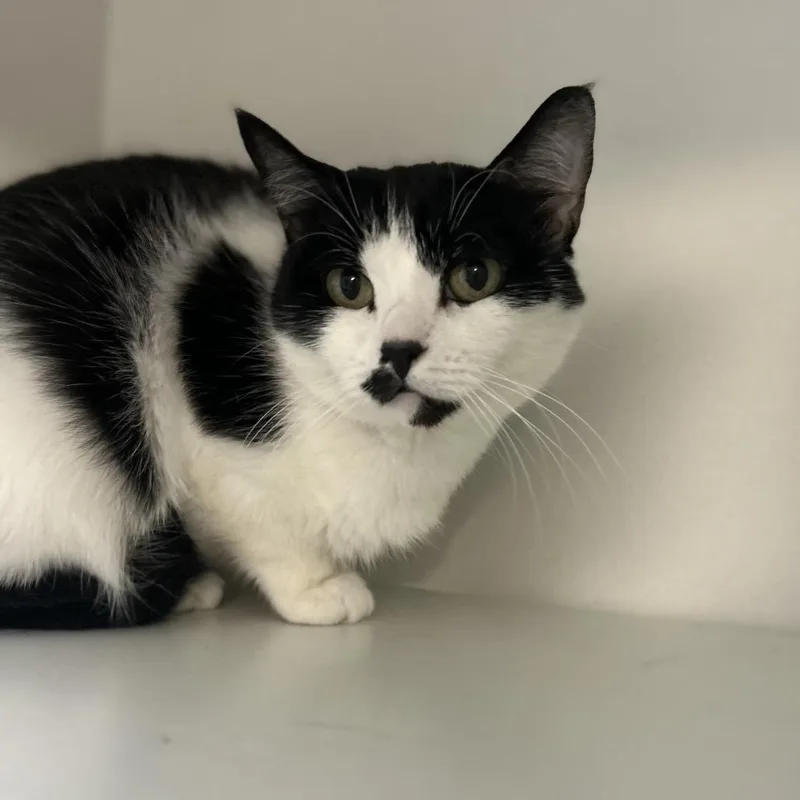 A young small-sized female Black Domestic Short Hair cat named Luna for adoption in Troy, IL