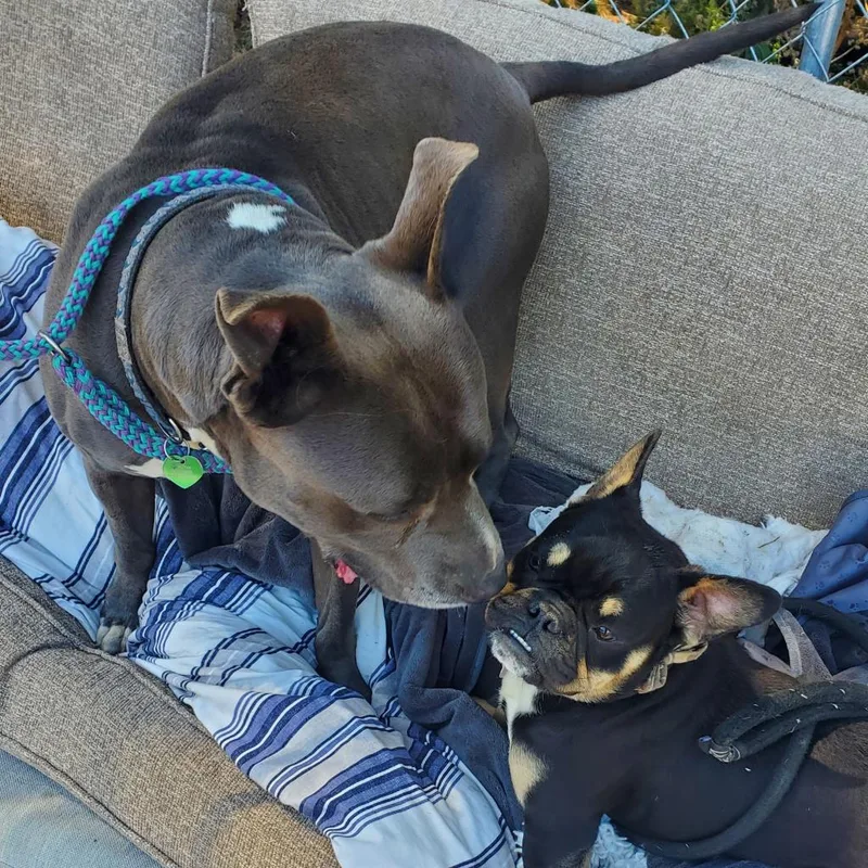 Fozzie Bear thumbnail 2