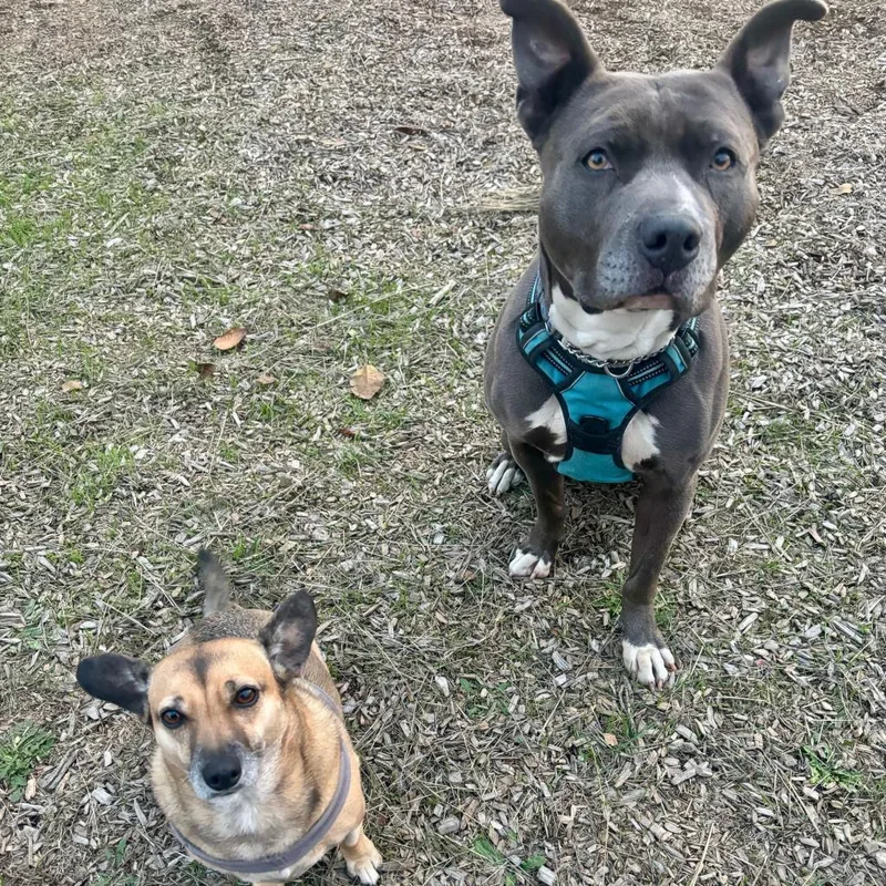 Fozzie Bear thumbnail 5