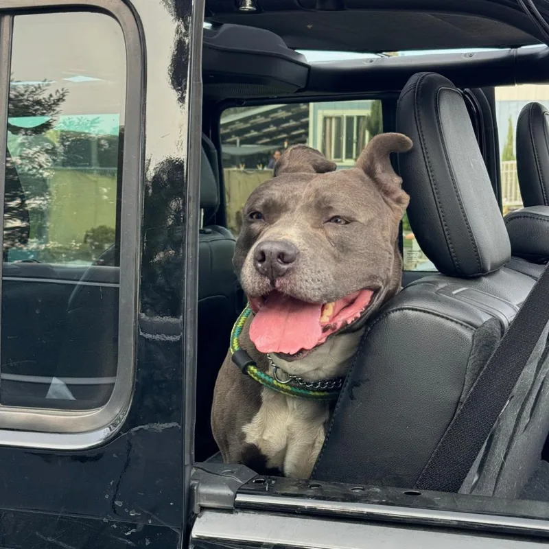 Fozzie Bear thumbnail 6