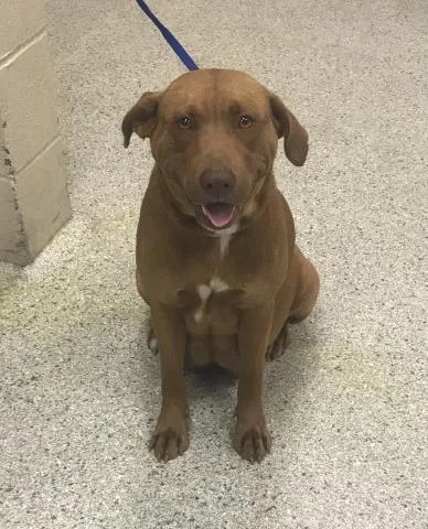 An adult medium-sized female Labrador Retriever dog named Sailor Moon for adoption in Conroe, TX