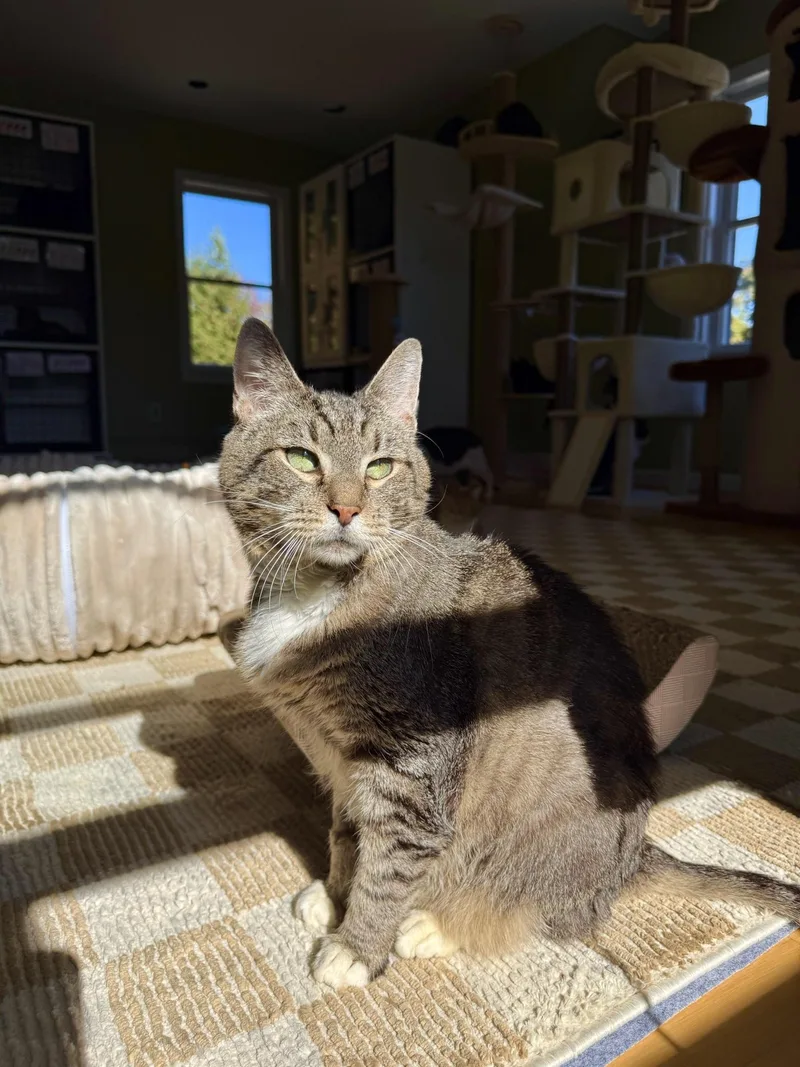 An adult medium-sized male Tabby (Brown / Chocolate) Domestic Short Hair cat named Bailey for adoption in Ramsey, NJ