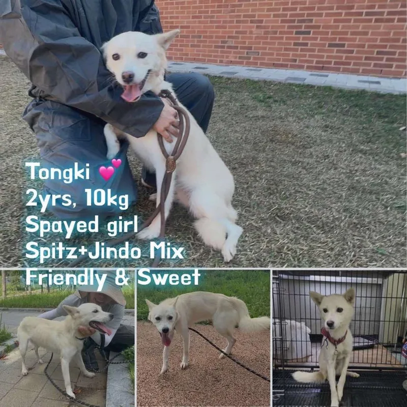 An adult small-sized female White / Cream Jindo dog named Tongki for adoption in Bend, OR