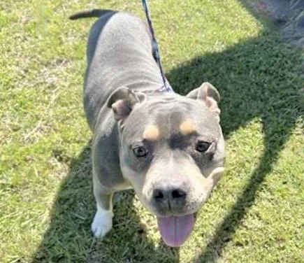 An adult medium-sized female Pit Bull Terrier dog named A for adoption in Houston, TX
