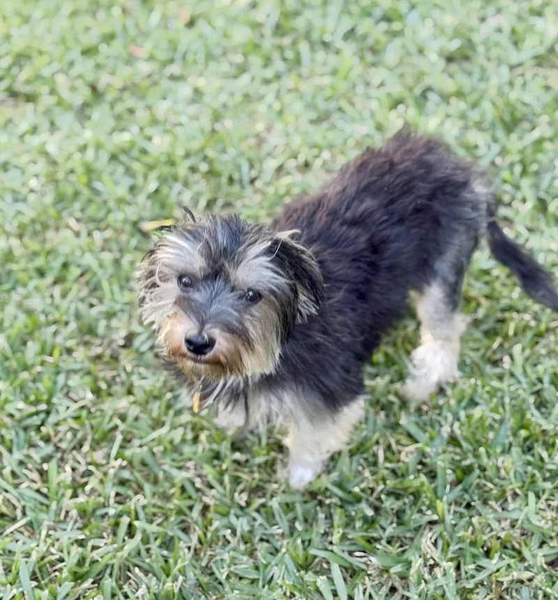 An adult small-sized female Yorkie Poo dog named Mazzy for adoption in Austin, TX