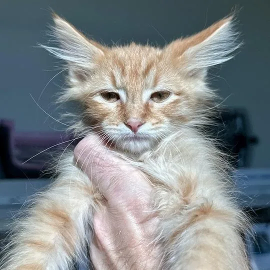 A baby small-sized male Orange / Red Domestic Short Hair cat named Pumpkin Pie for adoption in Matteson, IL
