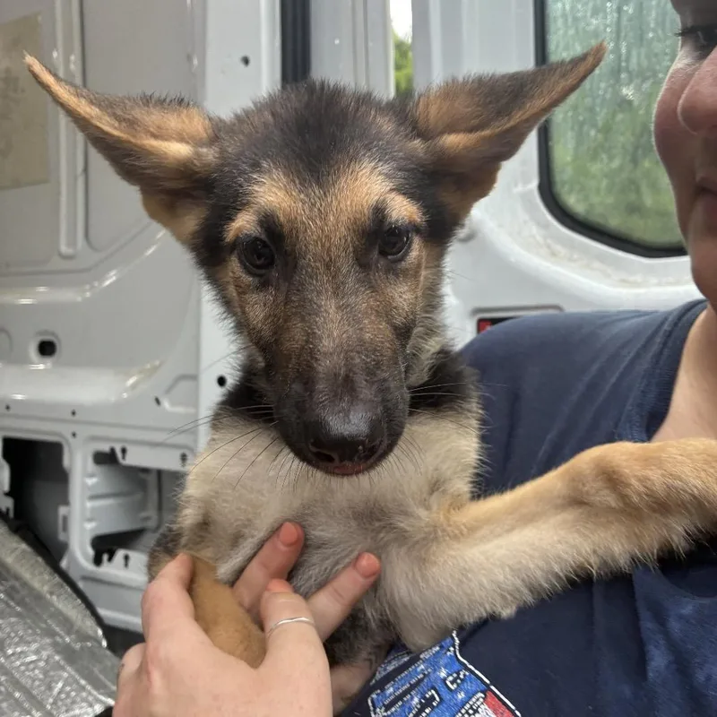 A baby small-sized male Yellow / Tan / Blond / Fawn German Shepherd Dog dog named Jack for adoption in Griffin, GA