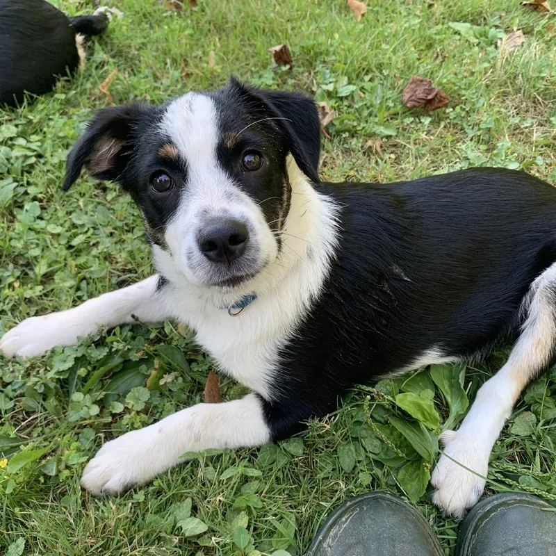 A baby small-sized male Australian Shepherd dog named Leo for adoption in Columbia Station, OH