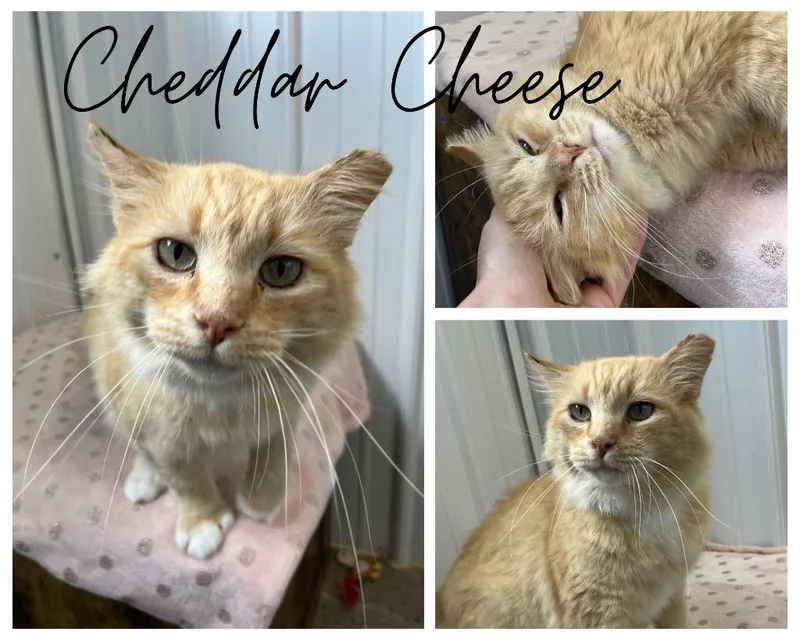 An adult medium-sized male Domestic Medium Hair cat named Cheddar Cheese for adoption in Pierceton, IN