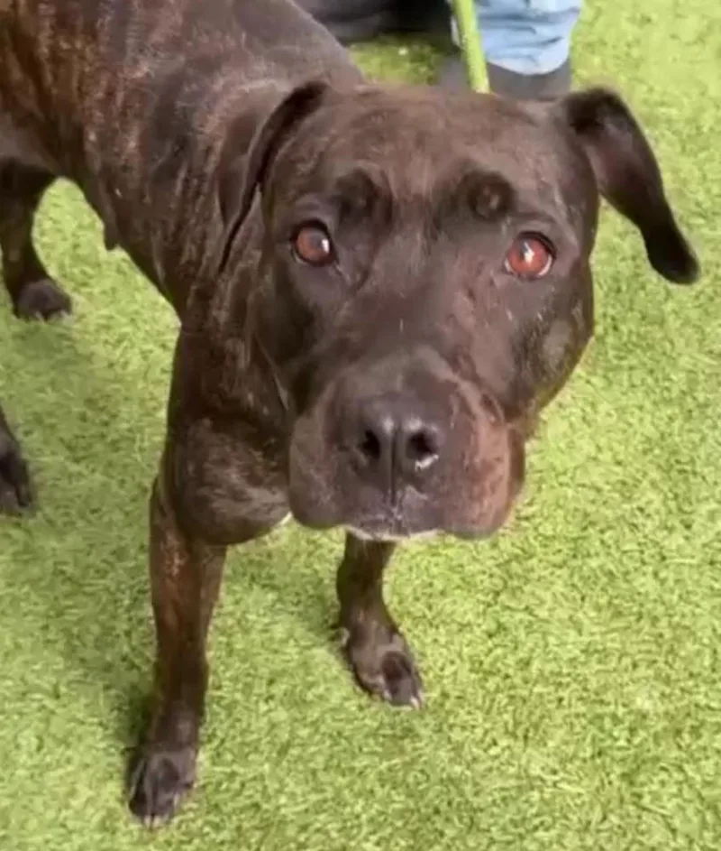 A young medium-sized female Brindle Mixed Breed dog named Rain for adoption in New York, NY