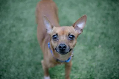 An adult small-sized male Miniature Pinscher dog named Scrappy for adoption in Bellevue, WA