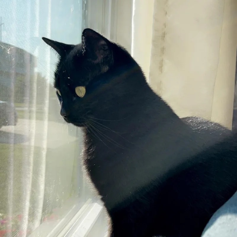 An adult large-sized female Black Domestic Short Hair cat named Jellybean for adoption in Harrisonburg, VA
