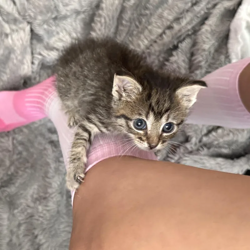 A baby small-sized male Brown / Chocolate Domestic Short Hair cat named Zappa for adoption in Austin, TX