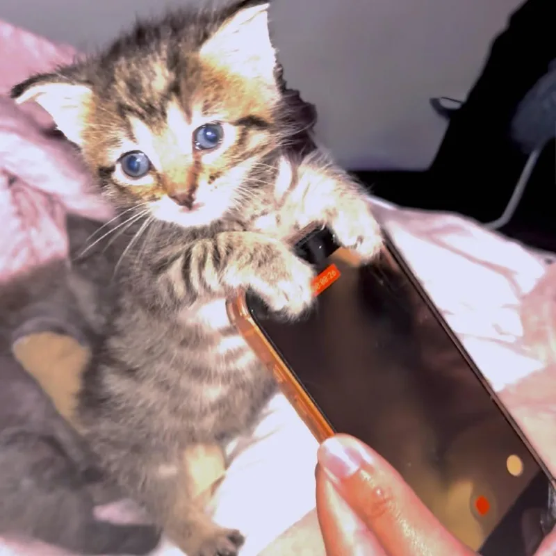 Zappa thumbnail 2