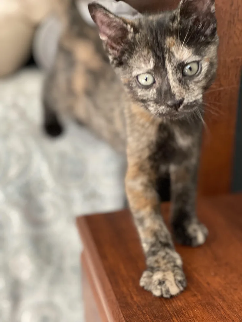 A baby small-sized female Domestic Short Hair cat named Clarinet for adoption in Bethel Park, PA