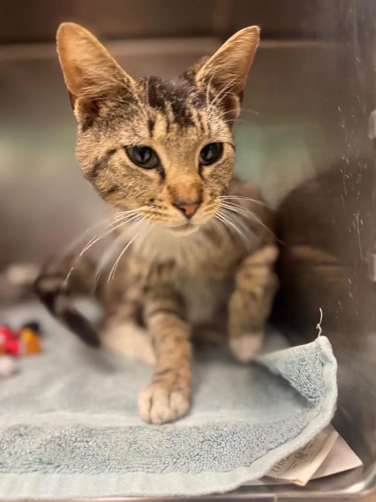 A young medium-sized male Domestic Short Hair cat named Rick James for adoption in Belton, TX