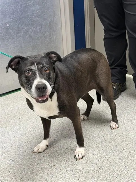 An adult large-sized female American Staffordshire Terrier dog named Kaleighsi for adoption in Pasadena, TX