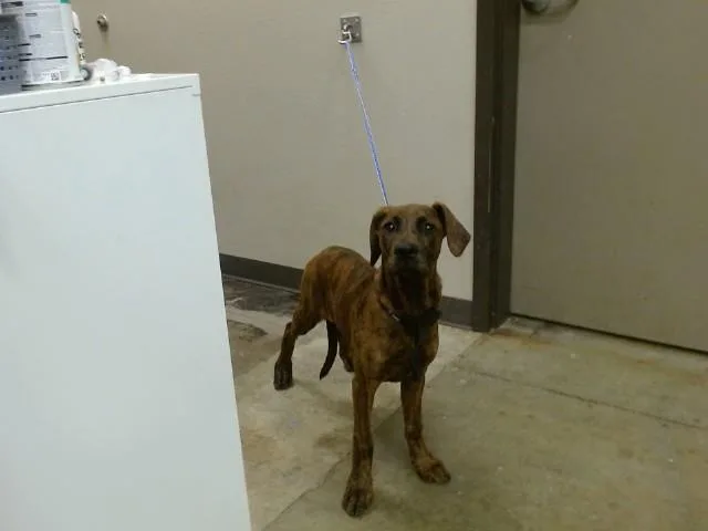 A baby medium-sized female Pit Bull Terrier dog named Nani for adoption in Ontario, CA