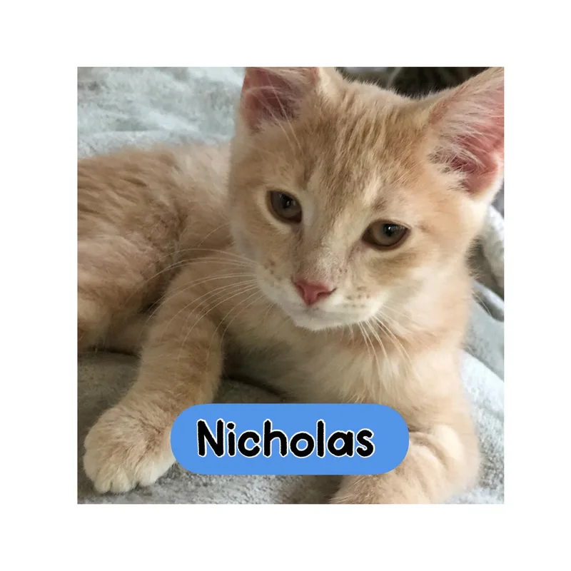 A baby medium-sized male Orange / Red Domestic Short Hair cat named Nicholas for adoption in Warren, OH