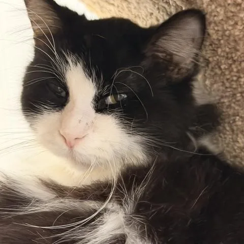 An adult medium-sized male Black & White / Tuxedo Domestic Medium Hair cat named Rex for adoption in Allegan, MI